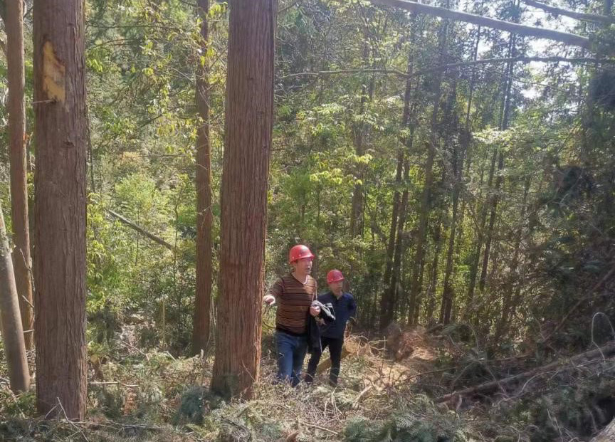 “兩節”前夕,“綠盾”行動——福建金森嚴格把關林木采伐施工 “兩節”前夕,“綠盾”行動——福建金森嚴格把關林木采伐施工