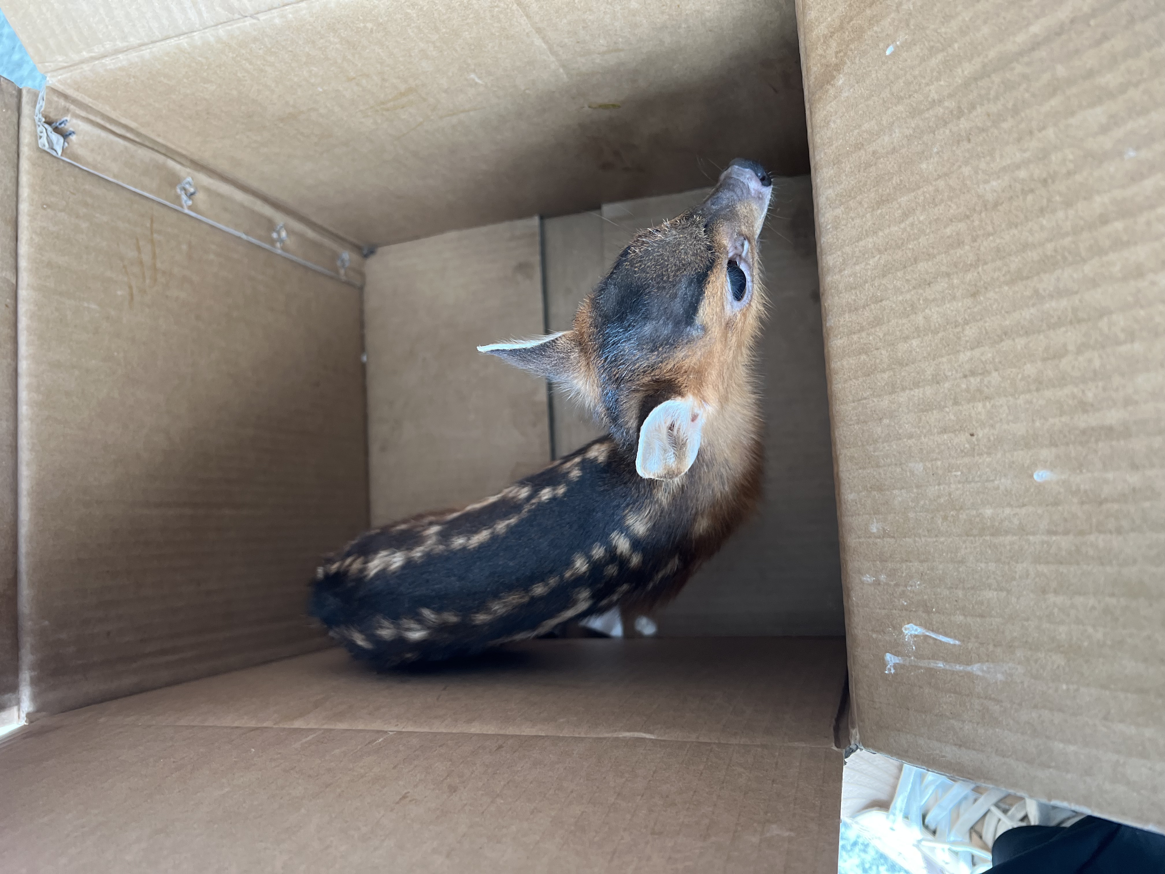 保護(hù)野生動(dòng)物 守護(hù)共同家園 ——福建金森成功救助國(guó)家"三有"保護(hù)動(dòng)物幼年山麂 保護(hù)野生動(dòng)物 守護(hù)共同家園 ——福建金森成功救助國(guó)家"三有"保護(hù)動(dòng)物幼年山麂